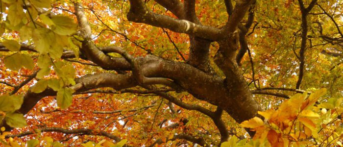 151012 Buche Ehestetten Herbstlaub_0045