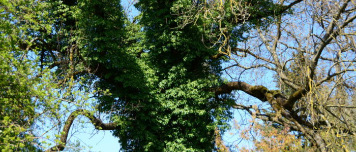 Esche mit Efeu